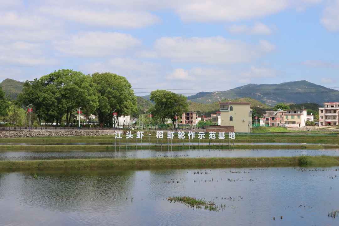社溪鎮(zhèn)江頭村：水美蝦肥迎五一 江頭垂釣正當(dāng)時(shí)