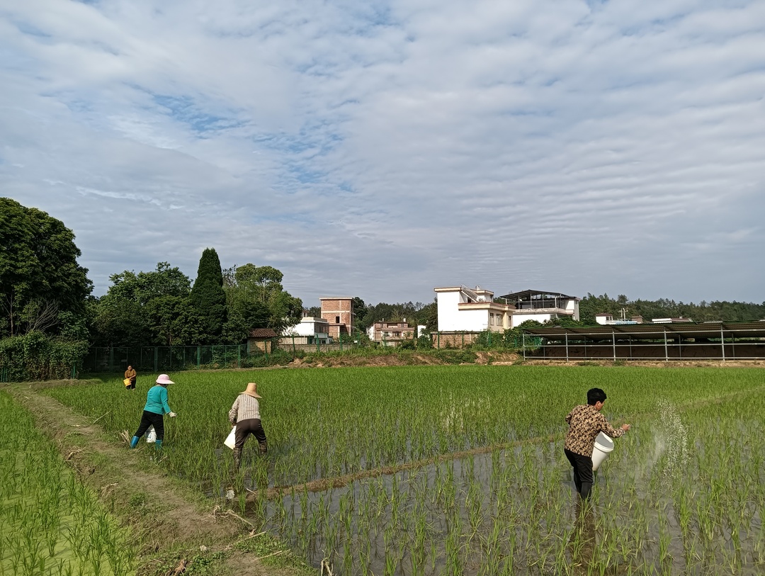 社溪鎮(zhèn)江頭村：搶抓農(nóng)時(shí)忙施肥 田間管護(hù)保豐收